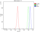 Flow Cytometry analysis of human JK cells using anti-RING1 antibody. Overlay histogram showing JK cells stained with (Blue line). To facilitate intracellular staining, cells were fixed with 4% paraformaldehyde and permeabilized with permeabilization buffer. The cells were blocked with 10% normal goat serum. And then incubated with rabbit anti-RING1 antibody (1 ug/million cells) for 30 min at 20oC. DyLight 488 conjugated goat anti-rabbit IgG (5-10 ug/million cells) was used as secondary antibody for 30 minutes at 20oC. Isotype control antibody (Green line) was rabbit IgG (1 ug/million cells) used under the same conditions. Unlabelled sample (Red line) was also used as a control.