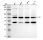 Western blot analysis of RING1 using anti-RING1 antibody. Lane 1: human HEL whole cell lysates, Lane 2: human Hela whole cell lysates, Lane 3: human Jurkat whole cell lysates, Lane 4: rat PC-12 whole cell lysates. After electrophoresis, proteins were transferred to a nitrocellulose membrane at 150 mA for 50-90 minutes. Blocked the membrane with 5% non-fat milk/TBS for 1.5 hour at RT. The membrane was incubated with rabbit anti-RING1 antibody at 0.5 ug/ml overnight at 4oC, then washed with TBS-0.1%Tween 3 times with 5 minutes each and probed with a goat anti-rabbit IgG-HRP secondary antibody at a dilution of 1:5000 for 1.5 hour at RT. The signal was developed using enhanced chemiluminescent. Although RING1A is ~40-43 kDa by sequence, the antibody detects two major species: a ~50 kDa band and a ~38-40 kDa band. The upper band likely represents mono-ubiquitylated RING1A, while the lower band corresponds to the unmodified/shorter form.
