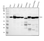 Western blot analysis of PDZK1 using anti-PDZK1 antibody. Electrophoresis was performed on a 10% SDS-PAGE gel at 80V (Stacking gel) / 120V (Resolving gel) for 2 hours. Lane 1: human 293T whole cell lysates, Lane 2: human Caco-2 whole cell lysates, Lane 3: human HepG2 whole cell lysates, Lane 4: human MCF-7 whole cell lysates, Lane 5: rat kidney tissue lysates, Lane 6: rat liver tissue lysates, Lane 7: mouse kidney tissue lysates, Lane 8: mouse liver tissue lysates. Lane 8: mouse brain tissue lysates. After electrophoresis, proteins were transferred to a nitrocellulose membrane at 150 mA for 50-90 minutes. Blocked the membrane with 5% non-fat milk/TBS for 1.5 hour at RT. The membrane was incubated with rabbit anti-PDZK1 antibody at 0.5 ug/ml overnight at 4oC, then washed with TBS-0.1%Tween 3 times with 5 minutes each and probed with a goat anti-rabbit IgG-HRP secondary antibody at a dilution of 1:5000 for 1.5 hour at RT. The signal was developed using an ECL Plus Western Blotting Substrate. Although PDZK1 is ~57 kDa by sequence, the antibody detects a predominant species at ~70 kDa in most samples. This upward shift is well known for PDZK1 and reflects its acidic, multi-PDZ architecture and phosphorylation, which slow SDSâPAGE mobility. In kidney tissue, PDZK1 migrates slightly faster, consistent with reduced phosphorylation and/or expression of shorter renal isoforms.