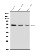 Western blot analysis of GPNMB using anti-GPNMB antibody. The sample well of each lane was loaded with 30ug of sample under reducing conditions. Lane 1: rat liver tissue lysates, Lane 2: mouse liver tissue lysates, Lane 3: mouse kidney tissue lysates. After Electrophoresis, proteins were transferred to a Nitrocellulose membrane at 150mA for 50-90 minutes. Blocked the membrane with 5% Non-fat Milk/ TBS for 1.5 hour at RT. The membrane was incubated with rabbit anti-GPNMB antibody at 0.5 ug/ml overnight at 4oC, then washed with TBS-0.1%Tween 3 times with 5 minutes each and probed with a goat anti-rabbit IgG-HRP secondary antibody at a dilution of 1:5000 for 1.5 hour at RT. The signal was developed using enhanced chemiluminescent. The expected molecular weight of unglycosylated GPNMB is at ~64 kDa.