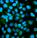 Immunofluorescent staining of GPNMB using anti-GPNMB antibody (green). GPNMB was detected in immunocytochemical section of cells. Enzyme antigen retrieval was performed using IHC enzyme antigen retrieval reagent for 15 mins. The cells were blocked with 10% goat serum. And then incubated with 2ug/ml rabbit anti-GPNMB antibody overnight at 4oC. DyLight 488 conjugated Goat Anti-Rabbit IgG was used as secondary antibody at 1:100 dilution and incubated for 30 minutes at 37oC. The section was counterstained with DAPI nuclear stain (blue). Visualize using a fluorescence microscope and filter sets appropriate for the label used.