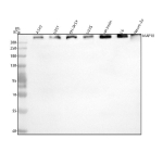 Western blot analysis of MAP1B using anti-MAP1B antibody. Electrophoresis was performed on a 8% SDS-PAGE gel at 80V (Stacking gel) / 120V (Resolving gel) for 2 hours. Lane 1: human whole cell lysates, Lane 2: human U251 whole cell lysates, Lane 3: human SH-SY5Y whole cell lysates, Lane 4: human U20S whole cell lysates, Lane 5: rat brain tissue lysates, Lane 6: rat C6 whole cell lysates, Lane 7: mouse Neuro-2a whole cell lysates. After electrophoresis, proteins were transferred to a nitrocellulose membrane at 150 mA for 50-90 minutes. Blocked the membrane with 5% non-fat milk/TBS for 1.5 hour at RT. The membrane was incubated with rabbit anti-MAP1B antibody at 0.5 ug/ml overnight at 4oC, then washed with TBS-0.1%Tween 3 times with 5 minutes each and probed with a goat anti-rabbit IgG-HRP secondary antibody at a dilution of 1:5000 for 1.5 hour at RT. The signal was developed using an ECL Plus Western Blotting Substrate. The antibody detects a major band migrating above 300 kDa, consistent with the full-length MAP1B heavy chain. Although MAP1B has a predicted molecular weight of ~271 kDa, its migration is retarded on SDS-PAGE due to its highly unstructured and acidic nature as well as extensive phosphorylation in neuronal tissues. The observed >300 kDa signal therefore represents the mature, phosphorylated MAP1B form, in agreement with prior studies reporting similar mobility shifts.