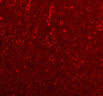 Immunofluorescent staining of MAP1B using anti-MAP1B antibody (red). MAP1B was detected in a paraffin-embedded section of rat brain tissue. Heat mediated antigen retrieval was performed in EDTA buffer (pH 8.0, epitope retrieval solution). The tissue section was blocked with 10% goat serum. The tissue section was then incubated with 4 ug/ml rabbit anti-MAP1B antibody overnight at 4oC. HRP conjugated goat anti-rabbit IgG was used as secondary antibody and incubated for 30 minutes at 37oC. Tyramide signal amplification was performed using TSA 620 reagent at 1:200 dilution at room temperature for 10 minutes. Visualize using a fluorescence microscope and filter sets appropriate for the label used. Fluorescence signals were visualized using a fluorescence microscope with filter sets appropriate for TSA 620 and DAPI.