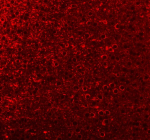 Immunofluorescent staining of MAP1B using anti-MAP1B antibody (red). MAP1B was detected in a paraffin-embedded section of mouse brain tissue. Heat mediated antigen retrieval was performed in EDTA buffer (pH 8.0, epitope retrieval solution). The tissue section was blocked with 10% goat serum. The tissue section was then incubated with 4 ug/ml rabbit anti-MAP1B antibody overnight at 4oC. HRP conjugated goat anti-rabbit IgG was used as secondary antibody and incubated for 30 minutes at 37oC. Tyramide signal amplification was performed using TSA 620 reagent at 1:200 dilution at room temperature for 10 minutes. Visualize using a fluorescence microscope and filter sets appropriate for the label used. Fluorescence signals were visualized using a fluorescence microscope with filter sets appropriate for TSA 620 and DAPI.