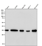 Western blot testing of human samples using the FRG1 antibody at 1:3000 dilution for 1 hour at room temperature. FRG1 antibody detects a single band at ~33-35 kDa across multiple human cell lysates. Although the calculated mass of FRG1 is ~29 kDa, published work and reagent data frequently show an apparent size in the low-to-mid 30 kDa range, likely reflecting phosphorylation-dependent mobility and nuclear enrichment.