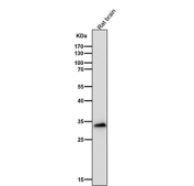 Western blot testing of rat brain tissue lysate using the FRG1 antibody at 1:3000 dilution for 1 hour at room temperature. FRG1 antibody detects a single band at ~33-35 kDa. Although the calculated mass of FRG1 is ~29 kDa, published work and reagent data frequently show an apparent size in the low-to-mid 30 kDa range, likely reflecting phosphorylation-dependent mobility and nuclear enrichment.