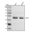 Western blot analysis of SQRDL/SQOR using anti-SQOR antibody. Lane 1: human Hela whole cell lysates, Lane 2: human HepG2 whole cell lysates. After electrophoresis, proteins were transferred to a nitrocellulose membrane at 150 mA for 50-90 minutes. Blocked the membrane with 5% non-fat milk/TBS for 1.5 hour at RT. The membrane was incubated with rabbit anti-SQOR antibody at 0.5 ug/ml overnight at 4oC, then washed with TBS-0.1%Tween 3 times with 5 minutes each and probed with a goat anti-rabbit IgG-HRP secondary antibody at a dilution of 1:5000 for 1.5 hour at RT. The signal was developed using enhanced chemiluminescent. SQOR antibody detects a dominant band at ~50 kDa in HeLa and HepG2 with lighter bands just above and below. SQOR is a mitochondrial inner-membrane enzyme synthesized as a precursor that is processed after import; minor precursor/processing intermediates and common PTMs can yield closely spaced bands around the main species.
