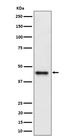 Western blot analysis of DAZAP1 expression in human Jurkat cell lysate using DAZAP1 antibody. Predicted molecular weight ~43 kDa.