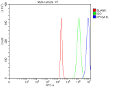 Flow cytometry analysis of fixed and permeabilized human 293T cells with PFKM antibody at 1ug/million cells (blocked with goat sera); Red=cells alone, Green=isotype control, Blue= PFKM antibody.