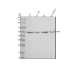Western blot analysis of SUN5 using anti-SUN5 antibody. Electrophoresis was performed on a 10% SDS-PAGE gel at 80V (Stacking gel) / 120V (Resolving gel) for 2 hours. Lane 1: human PC-3 whole cell lysates, Lane 2: rat testis tissue lysates, Lane 3: rat C6 whole cell lysates, Lane 4: mouse testis tissue lysates. After electrophoresis, proteins were transferred to a nitrocellulose membrane at 150 mA for 50-90 minutes. Blocked the membrane with 5% non-fat milk/TBS for 1.5 hour at RT. The membrane was incubated with rabbit anti-SUN5 antibody at 0.5 ug/ml overnight at 4oC, then washed with TBS-0.1%Tween 3 times with 5 minutes each and probed with a goat anti-rabbit IgG-HRP secondary antibody at a dilution of 1:5000 for 1.5 hour at RT. The signal was developed using an ECL Plus Western Blotting Substrate. SUN5 antibody detects a single band at ~50 kDa in tested lysates. Although the calculated mass is ~43 kDa, SUN5 is a membrane SUN-domain protein whose glycosylation and membrane topology commonly yield slower electrophoretic migration.