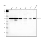 Western blot analysis of SCARA5 using anti-SCARA5 antibody. Lane 1: human whole cell lysates, Lane 2: human PC-3 whole cell lysates, Lane 3: human Hela whole cell lysates, Lane 4: human MCF-7 whole cell lysates, Lane 5: rat lung tissue lysates, Lane 6: mouse lung tissue lysates. After electrophoresis, proteins were transferred to a nitrocellulose membrane at 150 mA for 50-90 minutes. Blocked the membrane with 5% non-fat milk/TBS for 1.5 hour at RT. The membrane was incubated with rabbit anti-SCARA5 antibody at 0.5 ug/ml overnight at 4oC, then washed with TBS-0.1%Tween 3 times with 5 minutes each and probed with a goat anti-rabbit IgG-HRP secondary antibody at a dilution of 1:5000 for 1.5 hour at RT. The signal was developed using enhanced chemiluminescent. The expected molecular weight of SCARA5 is ~54 kDa.