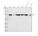 Western blot analysis of RASAL3 using anti-RASAL3 antibody. Electrophoresis was performed on a 8% SDS-PAGE gel at 80V (Stacking gel) / 120V (Resolving gel) for 2 hours. Lane 1: human HEL whole cell lysates, Lane 2: human THP-1 whole cell lysates, Lane 3: human Jurkat whole cell lysates, Lane 4: human Hacat whole cell lysates, Lane 5: mouse thymus tissue lysates, Lane 6: mouse spleen tissue lysates. After electrophoresis, proteins were transferred to a nitrocellulose membrane at 150 mA for 50-90 minutes. Blocked the membrane with 5% non-fat milk/TBS for 1.5 hour at RT. The membrane was incubated with rabbit anti-RASAL3 antibody at 0.5 ug/ml overnight at 4oC, then washed with TBS-0.1%Tween 3 times with 5 minutes each and probed with a goat anti-rabbit IgG-HRP secondary antibody at a dilution of 1:5000 for 1.5 hour at RT. The signal was developed using an ECL Plus Western Blotting Substrate. RASAL3 antibody detects a single band just below 100 kDa across human and mouse lysates. Although the calculated mass is ~112 kDa, RASAL3 commonly migrates at ~95-100 kDa on SDS-PAGE, consistent with known mobility anomalies of multi-domain Ras-GAP family proteins and expression of shorter transcript variants.