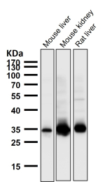 Western blot testing of mouse and rat samples with the GAS2 antibody at 1:1000 dilution for 1 hour at room temperature. Predicted molecular weight ~35 kDa.