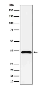 Western blot analysis of GAS2 expression in human Jurkat cell lysate using GAS2 antibody. Predicted molecular weight ~35 kDa.