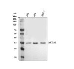 Western blot analysis of Meteorin-like/METRNL using anti-METRNL antibody. Lane 1: human Hela whole cell lysates, Lane 2: human HEL whole cell lysates, Lane 3: human MCF-7 whole cell lysates. After electrophoresis, proteins were transferred to a nitrocellulose membrane at 150 mA for 50-90 minutes. Blocked the membrane with 5% non-fat milk/TBS for 1.5 hour at RT. The membrane was incubated with rabbit anti-METRNL antibody at 0.5 ug/ml overnight at 4oC, then washed with TBS-0.1%Tween 3 times with 5 minutes each and probed with a goat anti-rabbit IgG-HRP secondary antibody at a dilution of 1:5000 for 1.5 hour at RT. The signal was developed using enhanced chemiluminescent. A specific band was detected for Meteorin-like/METRNL at approximately 34 kDa. The expected molecular weight of Meteorin-like/METRNL is at 34 kDa.