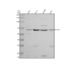 Western blot analysis of P4HA1 using anti-P4HA1 antibody. Electrophoresis was performed on a 10% SDS-PAGE gel at 80V (Stacking gel) / 120V (Resolving gel) for 2 hours. Lane 1: human K562 whole cell lysates, Lane 2: human PC-3 whole cell lysates, Lane 3: human HepG2 whole cell lysates, Lane 4: human U251 whole cell lysates. After electrophoresis, proteins were transferred to a nitrocellulose membrane at 150 mA for 50-90 minutes. Blocked the membrane with 5% non-fat milk/TBS for 1.5 hour at RT. The membrane was incubated with rabbit anti-P4HA1 antibody at 0.5 ug/ml overnight at 4oC, then washed with TBS-0.1%Tween 3 times with 5 minutes each and probed with a goat anti-rabbit IgG-HRP secondary antibody at a dilution of 1:5000 for 1.5 hour at RT. The signal was developed using an ECL Plus Western Blotting Substrate. A specific band was detected for P4HA1 at approximately 61 kDa. The expected molecular weight of P4HA1 is at 61 kDa.