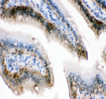 Immunohistochemical staining of E-Cadherin/Cdh1 using anti-Cdh1 antibody. E-Cadherin/Cdh1 was detected in a paraffin-embedded section of mouse colon tissue. Heat mediated antigen retrieval was performed in EDTA buffer (pH 8.0, epitope retrieval solution). The tissue section was blocked with 10% goat serum. The tissue section was then incubated with 2 ug/ml rabbit anti-Cdh1 antibody overnight at 4oC. Peroxidase Conjugated Goat Anti-rabbit IgG was used as secondary antibody and incubated for 30 minutes at 37oC. The tissue section was developed using an HRP secondary and DAB substrate.
