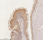 Cdh1 Antibody Rat Stomach IHC. Immunohistochemical staining of E-Cadherin/Cdh1 using anti-Cdh1 antibody. E-Cadherin/Cdh1 was detected in a paraffin-embedded section of rat stomach tissue. Heat mediated antigen retrieval was performed in EDTA buffer (pH 8.0, epitope retrieval solution). The tissue section was blocked with 10% goat serum. The tissue section was then incubated with 2 ug/ml rabbit anti-Cdh1 antibody overnight at 4oC. Peroxidase Conjugated Goat Anti-rabbit IgG was used as secondary antibody and incubated for 30 minutes at 37oC. The tissue section was developed using an HRP secondary and DAB substrate.
