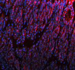 Cdh1 Antibody Mouse Stomach IF. Immunofluorescent staining of E-Cadherin/Cdh1 using anti-Cdh1 antibody (red). E-Cadherin/Cdh1 was detected in a paraffin-embedded section of mouse stomach tissue. Heat mediated antigen retrieval was performed in EDTA buffer (pH 8.0, epitope retrieval solution). The tissue section was blocked with 10% goat serum. The tissue section was then incubated with 5 ug/ml rabbit anti-Cdh1 antibody overnight at 4oC. DyLight 594 Conjugated Goat Anti-Rabbit IgG was used as secondary antibody at 1:500 dilution and incubated for 30 minutes at 37oC. The section was counterstained with DAPI nuclear stain (blue). Visualize using a fluorescence microscope and filter sets appropriate for the label used.