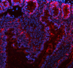 Cdh1 Antibody Rat Colon IHC. Immunofluorescent staining of E-Cadherin/Cdh1 using anti-Cdh1 antibody (red). E-Cadherin/Cdh1 was detected in a paraffin-embedded section of rat colon tissue. Heat mediated antigen retrieval was performed in EDTA buffer (pH 8.0, epitope retrieval solution). The tissue section was blocked with 10% goat serum. The tissue section was then incubated with 5 ug/ml rabbit anti-Cdh1 antibody overnight at 4oC. DyLight 594 Conjugated Goat Anti-Rabbit IgG was used as secondary antibody at 1:500 dilution and incubated for 30 minutes at 37oC. The section was counterstained with DAPI nuclear stain (blue). Visualize using a fluorescence microscope and filter sets appropriate for the label used.