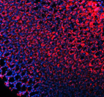 Cdh1 Antibody Rat Stomach IHC. Immunofluorescent staining of E-Cadherin/Cdh1 using anti-Cdh1 antibody (red). E-Cadherin/Cdh1 was detected in a paraffin-embedded section of rat stomach tissue. Heat mediated antigen retrieval was performed in EDTA buffer (pH 8.0, epitope retrieval solution). The tissue section was blocked with 10% goat serum. The tissue section was then incubated with 5 ug/ml rabbit anti-Cdh1 antibody overnight at 4oC. DyLight 594 Conjugated Goat Anti-Rabbit IgG was used as secondary antibody at 1:500 dilution and incubated for 30 minutes at 37oC. The section was counterstained with DAPI nuclear stain (blue). Visualize using a fluorescence microscope and filter sets appropriate for the label used.