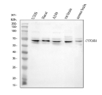 Western blot analysis of CYP26B1 using anti-CYP26B1 antibody. Electrophoresis was performed on a 10% SDS-PAGE gel at 80V (Stacking gel) / 120V (Resolving gel) for 2 hours. Lane 1: human U2OS whole cell lysates, Lane 2: human Hacat whole cell lysates, Lane 3: human whole cell lysates, Lane 4: rat brain tissue lysates, Lane 5: mouse brain tissue lysates. After electrophoresis, proteins were transferred to a nitrocellulose membrane at 150 mA for 50-90 minutes. Blocked the membrane with 5% non-fat milk/TBS for 1.5 hour at RT. The membrane was incubated with rabbit anti-CYP26B1 antibody at 0.5 ug/ml overnight at 4oC, then washed with TBS-0.1%Tween 3 times with 5 minutes each and probed with a goat anti-rabbit IgG-HRP secondary antibody at a dilution of 1:5000 for 1.5 hour at RT. The signal is developed using an ECL Plus Western Blotting Substratewith Tanon 5200 system. CYP26B1 antibody detects a predominant band at ~65 kDa in the indicated samples, with lighter bands just above and below. Although the predicted mass is ~58 kDa, ER-anchored cytochrome P450s often migrate slower on SDS-PAGE due to their transmembrane N-terminus. The closely spaced bands are consistent with differential phosphorylation and minor N-terminal processing.