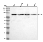 Western blot analysis of NUP88 using anti-NUP88 antibody. Lane 1: human Hela whole cell lysates, Lane 2: human HepG2 whole cell lysates, Lane 3: human whole cell lysates, Lane 4: human Jurkat whole cell lysates. After electrophoresis, proteins were transferred to a nitrocellulose membrane at 150 mA for 50-90 minutes. Blocked the membrane with 5% non-fat milk/TBS for 1.5 hour at RT. The membrane was incubated with rabbit anti-NUP88 antibody at 0.5 ug/ml overnight at 4oC, then washed with TBS-0.1%Tween 3 times with 5 minutes each and probed with a goat anti-rabbit IgG-HRP secondary antibody at a dilution of 1:5000 for 1.5 hour at RT. The signal was developed using enhanced chemiluminescent. The expected molecular weight of NUP88 is ~88 kDa.