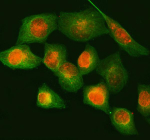 Immunofluorescent staining of NUP88 using anti-NUP88 antibody (red) and anti-Beta Tubulin antibody (green). NUP88 was detected in immunocytochemical section of human HELA cell. Enzyme antigen retrieval was performed using IHC enzyme antigen retrieval reagent for 15 mins. The cells were blocked with 10% goat serum. And then incubated with 5 ug/ml rabbit anti-NUP88 antibody and mouse anti-Beta Tubulin antibody overnight at 4oC. Cy3 Conjugated Goat Anti-Rabbit IgG and FITC Conjugated Goat Anti-Mouse IgG were used as secondary antibody at 1:500 dilution and incubated for 30 minutes at 37oC. Visualize using a fluorescence microscope and filter sets appropriate for the label used.