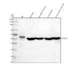 Western blot analysis of MYOD1 using anti-MYOD1 antibody. Electrophoresis was performed on a 10% SDS-PAGE gel at 80V (Stacking gel) / 120V (Resolving gel) for 2 hours. Lane 1: human RD whole cell lysates, Lane 2: rat heart tissue lysates, Lane 3: rat skeletal muscle tissue lysates, Lane 4: mouse heart tissue lysates, Lane 5: mouse skeletal muscle tissue lysates. After electrophoresis, proteins were transferred to a nitrocellulose membrane at 150 mA for 50-90 minutes. Blocked the membrane with 5% non-fat milk/TBS for 1.5 hour at RT. The membrane was incubated with rabbit anti-MYOD1 antibody at 0.5 ug/ml overnight at 4oC, then washed with TBS-0.1%Tween 3 times with 5 minutes each and probed with a goat anti-rabbit IgG-HRP secondary antibody at a dilution of 1:5000 for 1.5 hour at RT. The signal was developed using an ECL Plus Western Blotting Substrate. MYOD1 antibody detects a dominant band at ~45 kDa in human RD cells and at ~40 kDa in mouse and rat tissues. Although the theoretical molecular weight is ~35 kDa, MYOD1 typically migrates slower due to phosphorylation and its basic DNA-binding domain. The weaker lower band in the human sample likely represents a dephosphorylated or partially cleaved form.