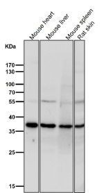 Western blot testing of mouse and rat samples using the TIM50 antibody at 1:1000 dilution for 1 hour at room temperature. TIM50 antibody detects a consistent band at ~36-37 kDa across multiple samples. Although the calculated mass is ~40 kDa, TIM50 undergoes mitochondrial presequence cleavage upon import, yielding a mature ~36 kDa form that predominates in western blot analyses of endogenous samples.