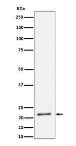 Western blot analysis of K27-linkage Specific Ubiquitin expression in human HeLa cell lysate using K27-linkage Specific Ubiquitin antibody. A strong band near ~20 kDa in HeLa lysate is detected, corresponding to K27-linked di-ubiquitin. Although the UBB and UBC precursors have predicted masses of ~26 kDa and ~77 kDa, they are rapidly processed into monomeric and short polyubiquitin chains in cells; K27-linked Ub2 species are therefore the predominant form detected under standard conditions.