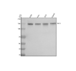 Western blot analysis of TAF3 using anti-TAF3 antibody. Electrophoresis was performed on a 8% SDS-PAGE gel at 80V (Stacking gel) / 120V (Resolving gel) for 2 hours. Lane 1: human K562 whole cell lysates, Lane 2: human Hela whole cell lysates, Lane 3: human 293T whole cell lysates, Lane 4: human HepG2 whole cell lysates. After electrophoresis, proteins were transferred to a nitrocellulose membrane at 150 mA for 50-90 minutes. Blocked the membrane with 5% non-fat milk/TBS for 1.5 hour at RT. The membrane was incubated with rabbit anti-TAF3 antibody at 0.5 ug/ml overnight at 4oC, then washed with TBS-0.1%Tween 3 times with 5 minutes each and probed with a goat anti-rabbit IgG-HRP secondary antibody at a dilution of 1:5000 for 1.5 hour at RT. The signal was developed using an ECL Plus Western Blotting Substrate. TAF3 antibody detects a strong band at ~140-150 kDa in multiple cell lysates. Although the theoretical mass is ~104 kDa, TAF3 (a TFIID subunit with long acidic/disordered regions) migrates markedly slower on SDS-PAGE, and phosphorylation further increases apparent size.
