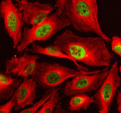 Immunofluorescent staining of FFPE human U2OS cells with TAF3 antibody (green) and DAPI nuclear stain (red). HIER: steam section in pH6 citrate buffer for 20 min.