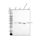 Western blot analysis of LRG1 using anti-LRG1 antibody. Electrophoresis was performed on a 12% SDS-PAGE gel at 80V (Stacking gel) / 120V (Resolving gel) for 2 hours. Lane 1: human HepG2 whole cell lysates, Lane 2: human K562 whole cell lysates, Lane 3: rat small intestine tissue lysates, Lane 4: rat RH-35 whole cell lysates. After electrophoresis, proteins were transferred to a nitrocellulose membrane at 150 mA for 50-90 minutes. Blocked the membrane with 5% non-fat milk/TBS for 1.5 hour at RT. The membrane was incubated with rabbit anti-LRG1 antibody at 1:1000 overnight at 4oC, then washed with TBS-0.1%Tween 3 times with 5 minutes each and probed with a goat anti-rabbit IgG-HRP secondary antibody at a dilution of 1:5000 for 1.5 hour at RT. The signal was developed using an ECL Plus Western Blotting Substrate. A specific band was detected for LRG1 at approximately 38 kDa. The expected molecular weight of LRG1 is ~38 kDa.