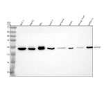 Western blot analysis of NAA60 using anti-NAA60 antibody. Electrophoresis was performed on a 12% SDS-PAGE gel at 80V (Stacking gel) / 120V (Resolving gel) for 2 hours. Lane 1: human MCF-7 whole cell lysates, Lane 2: human HepG2 whole cell lysates, Lane 3: human HEL whole cell lysates, Lane 4: human Caco-2 whole cell lysates, Lane 5: rat brain tissue lysates, Lane 6: rat RH35 whole cell lysates, Lane 7: mouse brain tissue lysates, Lane 8: mouse HEPA1-6 whole cell lysates. After electrophoresis, proteins were transferred to a nitrocellulose membrane at 150 mA for 50-90 minutes. Blocked the membrane with 5% non-fat milk/TBS for 1.5 hour at RT. The membrane was incubated with rabbit anti-NAA60 antibody at 0.5 ug/ml overnight at 4oC, then washed with TBS-0.1%Tween 3 times with 5 minutes each and probed with a goat anti-rabbit IgG-HRP secondary antibody at a dilution of 1:5000 for 1.5 hour at RT. The signal was developed using an ECL Plus Western Blotting Substrate. The expected molecular weight of NAA60 is ~27 kDa.