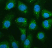 Immunofluorescent staining of NAA60 using anti-NAA60 antibody (green). NAA60 was detected in an immunocytochemical section of cells. Enzyme antigen retrieval was performed using IHC enzyme antigen retrieval reagent for 15 mins. The cells were blocked with 10% goat serum. And then incubated with 5 ug/ml rabbit anti-NAA60 antibody overnight at 4oC. DyLight 488 Conjugated Goat Anti-Rabbit IgG was used as secondary antibody at 1:500 dilution and incubated for 30 minutes at 37oC. The section was counterstained with DAPI nuclear stain (blue). Visualize using a fluorescence microscope and filter sets appropriate for the label used.