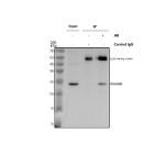 Immunoprecipitating NAA60 in MCF-7 whole cell lysate. Western blot analysis of NAA60 using anti-NAA60 antibody. Lane 1: MCF-7 whole cell lysates (30ug), Lane 2: Rabbit control IgG instead of anti-NAA60 antibody in MCF-7 whole cell lysate, Lane 3: anti-NAA60 antibody (2ug) + MCF-7 whole cell lysate (500ug). After electrophoresis, proteins were transferred to a membrane. Then the membrane was incubated with rabbit anti-NAA60 antibody at a dilution of 0.5 ug/ml and probed with a goat anti-rabbit IgG-HRP secondary antibody. The signal is developed using ECL Plus Western Blotting Substrate. The expected molecular weight of NAA60 is at 27 kDa.