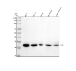 Western blot analysis of CLTB using anti-CLTB antibody. Lane 1: human PC-3 whole cell lysates, Lane 2: human MCF-7 whole cell lysates, Lane 3: human Hacat whole cell lysates, Lane 4: rat thymus tissue lysates, Lane 5: mouse thymus tissue lysates. After electrophoresis, proteins were transferred to a nitrocellulose membrane at 150 mA for 50-90 minutes. Blocked the membrane with 5% non-fat milk/TBS for 1.5 hour at RT. The membrane was incubated with rabbit anti-CLTB antibody at 0.5 ug/ml overnight at 4oC, then washed with TBS-0.1%Tween 3 times with 5 minutes each and probed with a goat anti-rabbit IgG-HRP secondary antibody at a dilution of 1:5000 for 1.5 hour at RT. The signal was developed using enhanced chemiluminescent. The expected molecular weight of CLTB is ~25 kDa.
