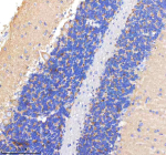 Immunohistochemical staining of CLTB using anti-CLTB antibody. CLTB was detected in a paraffin-embedded section of rat cerebellum tissue. Heat mediated antigen retrieval was performed in EDTA buffer (pH 8.0, epitope retrieval solution). The tissue section was blocked with 10% goat serum. The tissue section was then incubated with 2 ug/ml rabbit anti-CLTB antibody overnight at 4oC. Peroxidase Conjugated Goat Anti-rabbit IgG was used as secondary antibody and incubated for 30 minutes at 37oC. The tissue section was developed using an HRP secondary and DAB substrate.