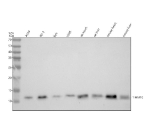 Western blot analysis of TIM10/TIMM10 using anti-TIMM10 antibody. Electrophoresis was performed on a 12% SDS-PAGE gel at 80V (Stacking gel) / 120V (Resolving gel) for 2 hours. Lane 1: human whole cell lysates, Lane 2: human PC-3 whole cell lysates, Lane 3: human REH whole cell lysates, Lane 4: human U2OS whole cell lysates, Lane 5: rat heart tissue lysates, Lane 6: rat liver tissue lysates, Lane 7: mouse heart tissue lysates, Lane 8: mouse liver tissue lysates. After electrophoresis, proteins were transferred to a nitrocellulose membrane at 150 mA for 50-90 minutes. Blocked the membrane with 5% non-fat milk/TBS for 1.5 hour at RT. The membrane was incubated with rabbit anti-TIMM10 antibody at 0.5 ug/ml overnight at 4oC, then washed with TBS-0.1%Tween 3 times with 5 minutes each and probed with a goat anti-rabbit IgG-HRP secondary antibody at a dilution of 1:5000 for 1.5 hour at RT. The signal was developed using an ECL Plus Western Blotting Substrate. A specific band was detected for TIM10/TIMM10 at approximately 10 kDa. The expected molecular weight of TIM10/TIMM10 is at 10 kDa.