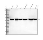 Western blot analysis of NTSR2 using anti-NTSR2 antibody. Electrophoresis was performed on a 10% SDS-PAGE gel at 80V (Stacking gel) / 120V (Resolving gel) for 2 hours. Lane 1: rat brain tissue lysates, Lane 2: rat heart tissue lysates, Lane 3: rat C6 whole cell lysates, Lane 4: mouse brain tissue lysates, Lane 5: mouse heart tissue lysates, Lane 6: mouse Neuro-2a whole cell lysates. After electrophoresis, proteins were transferred to a nitrocellulose membrane at 150 mA for 50-90 minutes. Blocked the membrane with 5% non-fat milk/TBS for 1.5 hour at RT. The membrane was incubated with rabbit anti-NTSR2 antibody at 0.5 ug/ml overnight at 4oC, then washed with TBS-0.1%Tween 3 times with 5 minutes each and probed with a goat anti-rabbit IgG-HRP secondary antibody at a dilution of 1:5000 for 1.5 hour at RT. The signal was developed using an ECL Plus Western Blotting Substrate. A specific band was detected for NTSR2 at approximately 45 kDa. The expected molecular weight of NTSR2 is ~45 kDa.