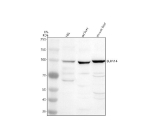 Western blot analysis of SLFN14 using anti-SLFN14 antibody. Electrophoresis was performed on a 8% SDS-PAGE gel at 80V (Stacking gel) / 120V (Resolving gel) for 2 hours. Lane 1: human HEL whole cell lysates, Lane 2: rat liver tissue lysates, Lane 3: mouse liver tissue lysates. After electrophoresis, proteins were transferred to a nitrocellulose membrane at 150 mA for 50-90 minutes. Blocked the membrane with 5% non-fat milk/TBS for 1.5 hour at RT. The membrane was incubated with rabbit anti-SLFN14 antibody at 0.5 ug/ml overnight at 4oC, then washed with TBS-0.1%Tween 3 times with 5 minutes each and probed with a goat anti-rabbit IgG-HRP secondary antibody at a dilution of 1:5000 for 1.5 hour at RT. The signal was developed using an ECL Plus Western Blotting Substrate. A specific band was detected for SLFN14 at approximately 104 kDa. The expected molecular weight of SLFN14 is ~104 kDa.