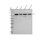 Western blot analysis of PLCD1 using anti-PLCD1 antibody. Electrophoresis was performed on a 10% SDS-PAGE gel at 80V (Stacking gel) / 120V (Resolving gel) for 2 hours. Lane 1: rat lung tissue lysates, Lane 2: rat heart tissue lysates, Lane 3: mouse lung tissue lysates, Lane 4: mouse heart tissue lysates. After electrophoresis, proteins were transferred to a nitrocellulose membrane at 150 mA for 50-90 minutes. Blocked the membrane with 5% non-fat milk/TBS for 1.5 hour at RT. The membrane was incubated with rabbit anti-PLCD1 antibody at 0.5 ug/ml overnight at 4oC, then washed with TBS-0.1%Tween 3 times with 5 minutes each and probed with a goat anti-rabbit IgG-HRP secondary antibody at a dilution of 1:5000 for 1.5 hour at RT. The signal was developed using an ECL Plus Western Blotting Substrate. A specific band was detected for PLCD1 at approximately 86 kDa. The expected molecular weight of PLCD1 is ~86 kDa.