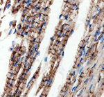 Immunohistochemical staining of GSTK1 using anti-GSTK1 antibody. GSTK1 was detected in a paraffin-embedded section of rat heart tissue. Heat mediated antigen retrieval was performed in EDTA buffer (pH 8.0, epitope retrieval solution). The tissue section was blocked with 10% goat serum. The tissue section was then incubated with 2 ug/ml rabbit anti-GSTK1 antibody overnight at 4oC. Peroxidase Conjugated Goat Anti-rabbit IgG was used as secondary antibody and incubated for 30 minutes at 37oC. The tissue section was developed using an HRP secondary and DAB substrate.