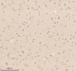 Immunohistochemical staining of THRAP3 using anti-THRAP3 antibody. THRAP3 was detected in a paraffin-embedded section of rat brain tissue. Heat mediated antigen retrieval was performed in EDTA buffer (pH 8.0, epitope retrieval solution). The tissue section was blocked with 10% goat serum. The tissue section was then incubated with 2 ug/ml rabbit anti-THRAP3 antibody overnight at 4oC. Peroxidase Conjugated Goat Anti-rabbit IgG was used as secondary antibody and incubated for 30 minutes at 37oC. The tissue section was developed using an HRP secondary and DAB substrate.