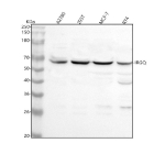 Western blot analysis of IRGQ using anti-IRGQ antibody. Lane 1: human whole cell lysates, Lane 2: human 293T whole cell lysates, Lane 3: human MCF-7 whole cell lysates, Lane 4: human RT4 whole cell lysates. After electrophoresis, proteins were transferred to a nitrocellulose membrane at 150 mA for 50-90 minutes. Blocked the membrane with 5% non-fat milk/TBS for 1.5 hour at RT. The membrane was incubated with rabbit anti-IRGQ antibody at 0.5 ug/ml overnight at 4oC, then washed with TBS-0.1%Tween 3 times with 5 minutes each and probed with a goat anti-rabbit IgG-HRP secondary antibody at a dilution of 1:5000 for 1.5 hour at RT. The signal was developed using enhanced chemiluminescent. The expected molecular weight of IRGQ is ~63 kDa.