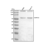 Western blot analysis of SMPD3 using anti-SMPD3 antibody. Lane 1: human K562 whole cell lysates, Lane 2: human Caco-2 whole cell lysates. After electrophoresis, proteins were transferred to a nitrocellulose membrane at 150 mA for 50-90 minutes. Blocked the membrane with 5% non-fat milk/TBS for 1.5 hour at RT. The membrane was incubated with rabbit anti-SMPD3 antibody at 0.5 ug/ml overnight at 4oC, then washed with TBS-0.1%Tween 3 times with 5 minutes each and probed with a goat anti-rabbit IgG-HRP secondary antibody at a dilution of 1:5000 for 1.5 hour at RT. The signal was developed using enhanced chemiluminescent. SMPD3 antibody detects the expected ~71 kDa monomer and an additional band near ~210 kDa in K562 and Caco-2 lysates. The higher band likely represents an SDS-resistant oligomeric form of nSMase2.