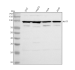 Western blot analysis of AATF using anti-AATF antibody. Lane 1: human 293T whole cell lysates, Lane 2: human HepG2 whole cell lysates, Lane 3: human Hela whole cell lysates, Lane 4: human whole cell lysates. After electrophoresis, proteins were transferred to a nitrocellulose membrane at 150 mA for 50-90 minutes. Blocked the membrane with 5% non-fat milk/TBS for 1.5 hour at RT. The membrane was incubated with rabbit anti-AATF antibody at 0.5 ug/ml overnight at 4oC, then washed with TBS-0.1%Tween 3 times with 5 minutes each and probed with a goat anti-rabbit IgG-HRP secondary antibody at a dilution of 1:5000 for 1.5 hour at RT. The signal was developed using enhanced chemiluminescent. AATF antibody detects a predominant band at ~95 kDa with a weaker band at ~75-80 kDa, likely a less-modified or partially trimmed form. Although the theoretical mass is ~63 kDa, AATF is a nuclear phosphoprotein that migrates slower on SDS-PAGE due to extensive phosphorylation and acidic, low-complexity regions.