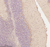 Immunohistochemical staining of AATF using anti-AATF antibody. AATF was detected in a paraffin-embedded section of mouse cerebellum tissue. Heat mediated antigen retrieval was performed in EDTA buffer (pH 8.0, epitope retrieval solution). The tissue section was blocked with 10% goat serum. The tissue section was then incubated with 2 ug/ml rabbit anti-AATF antibody overnight at 4oC. Peroxidase Conjugated Goat Anti-rabbit IgG was used as secondary antibody and incubated for 30 minutes at 37oC. The tissue section was developed using an HRP secondary and DAB substrate.