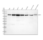Western blot analysis of MEPCE using anti-MEPCE antibody. Electrophoresis was performed on a 10% SDS-PAGE gel at 80V (Stacking gel) / 120V (Resolving gel) for 2 hours. Lane 1: human Hela whole cell lysates, Lane 2: human K562 whole cell lysates, Lane 3: human MCF-7 whole cell lysates, Lane 4: human SIHA whole cell lysates, Lane 5: rat testis tissue lysates, Lane 6: mouse testis tissue lysates, Lane 7: mouse thymus tissue lysates. After electrophoresis, proteins were transferred to a nitrocellulose membrane at 150 mA for 50-90 minutes. Blocked the membrane with 5% non-fat milk/TBS for 1.5 hour at RT. The membrane was incubated with rabbit anti-MEPCE antibody at 0.5 ug/ml overnight at 4oC, then washed with TBS-0.1%Tween 3 times with 5 minutes each and probed with a goat anti-rabbit IgG-HRP secondary antibody at a dilution of 1:5000 for 1.5 hour at RT. The signal was developed using an ECL Plus Western Blotting Substrate. A specific band was detected for MEPCE at approximately 74 kDa. The expected molecular weight of MEPCE is ~74 kDa.